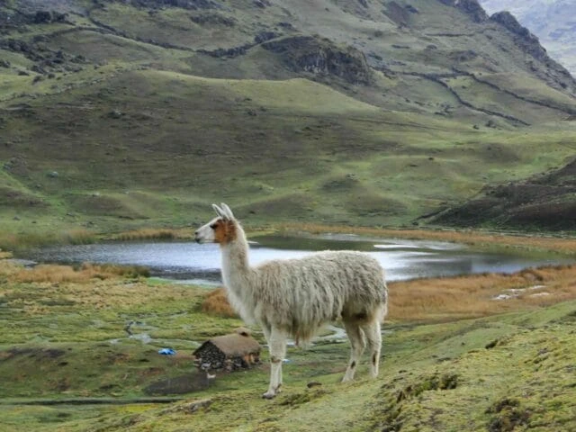 lares trek to machu picchu