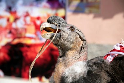 Explore the Yawar Festival The Andean tradition