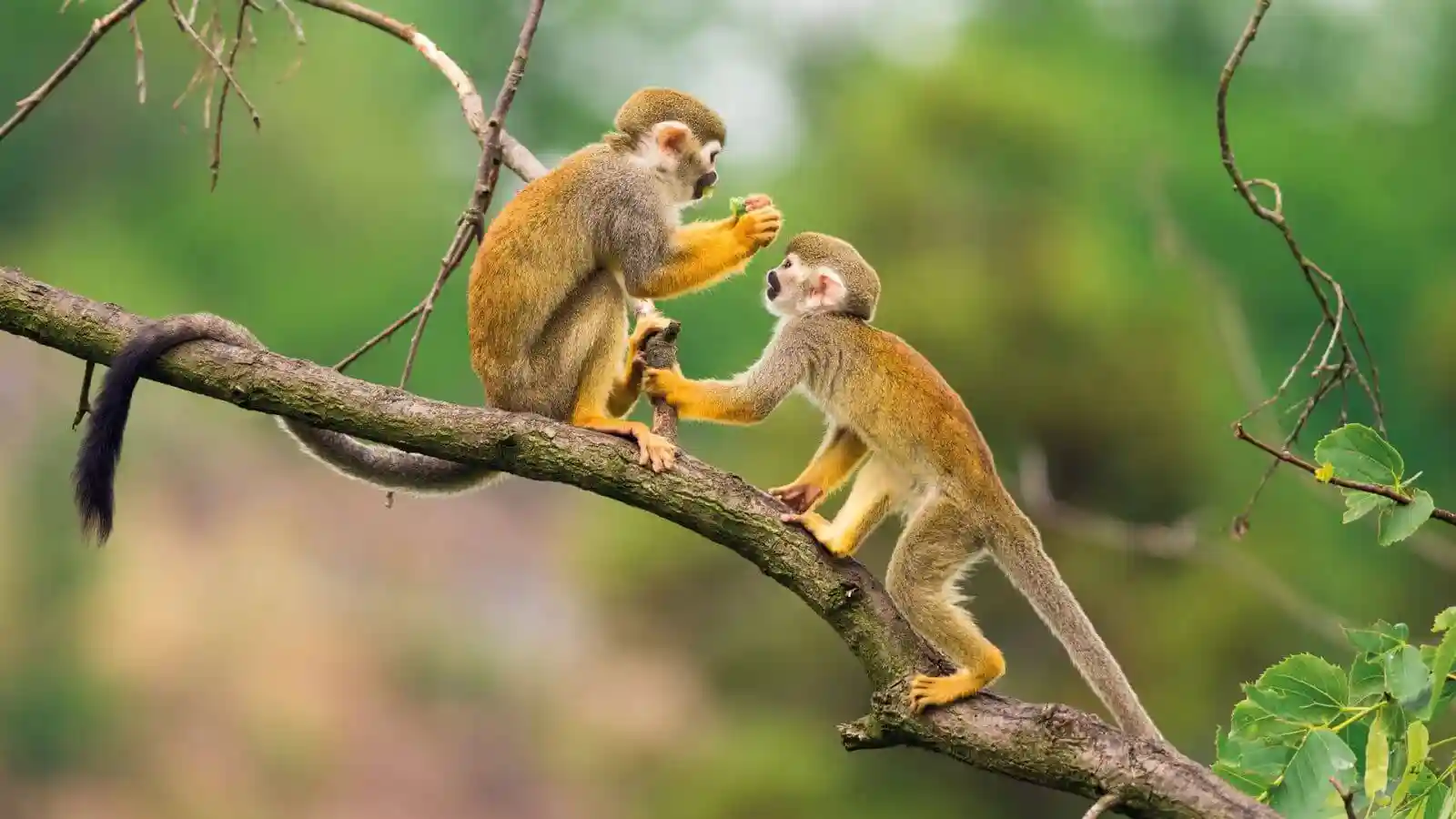 iquitos 2 day Amazon tour