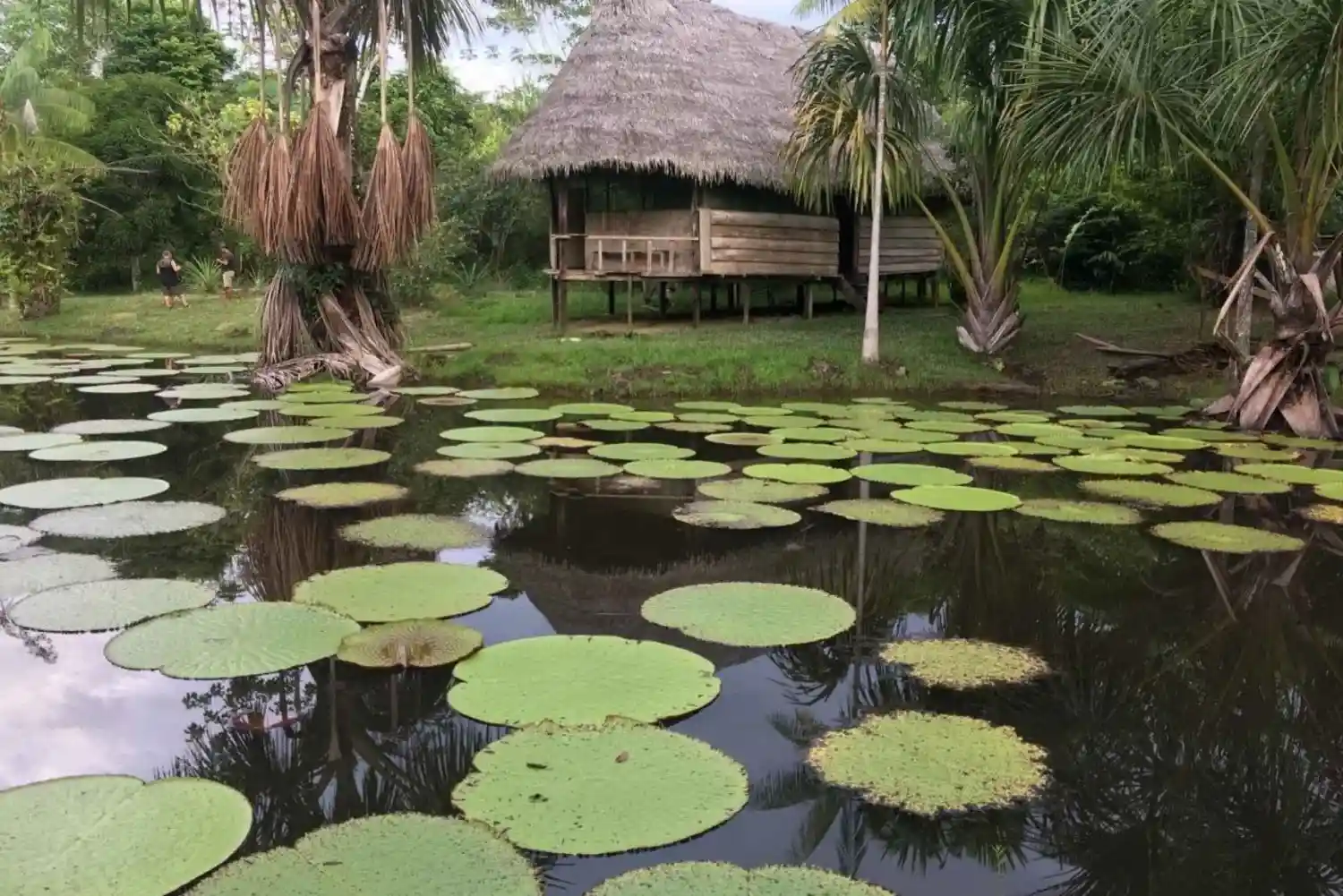 Iquitos 2 day Amazon tour