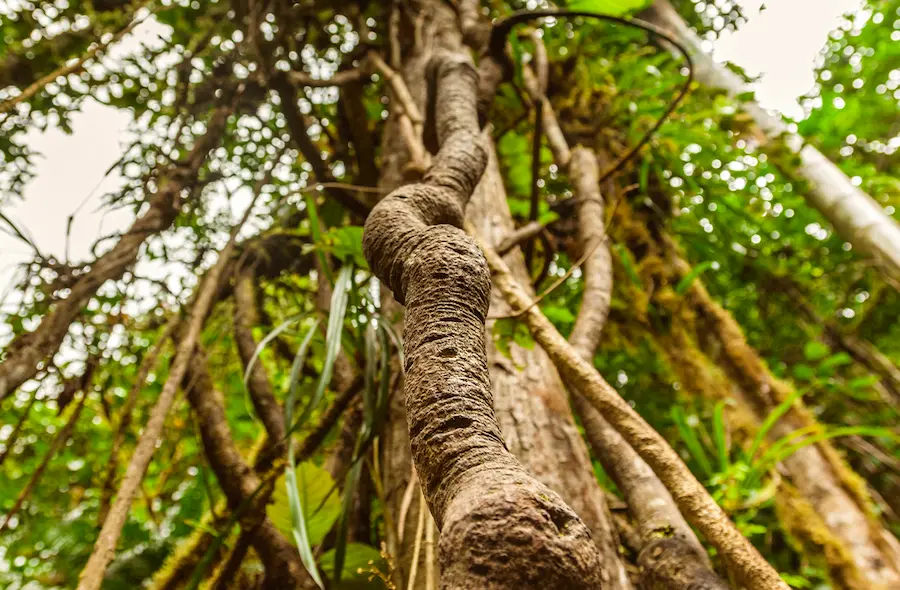 What Does Ayahuasca Mean?